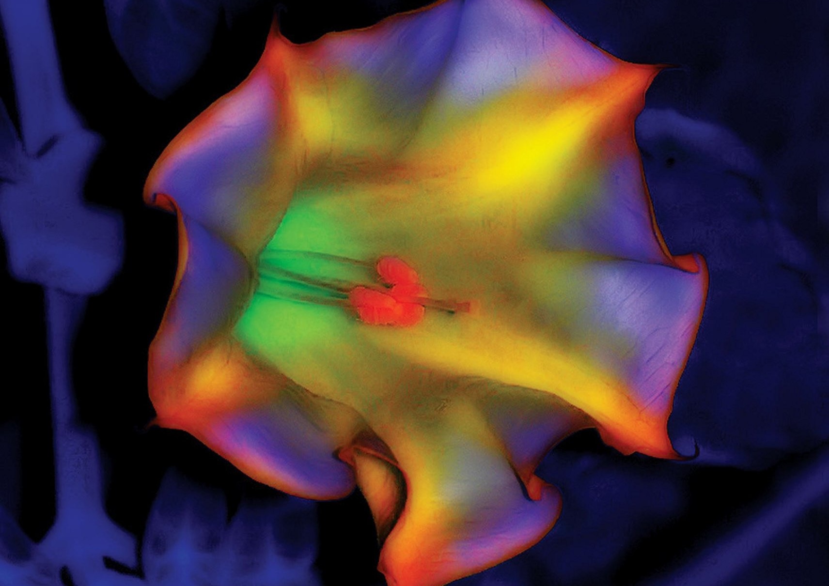 The Psychedelic Explorer's Guide