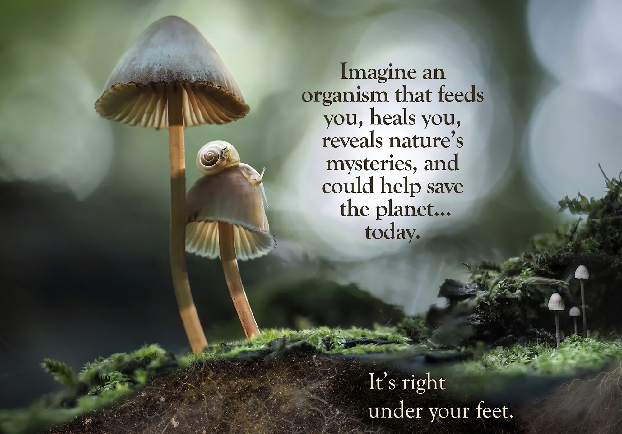Fantastic Fungi